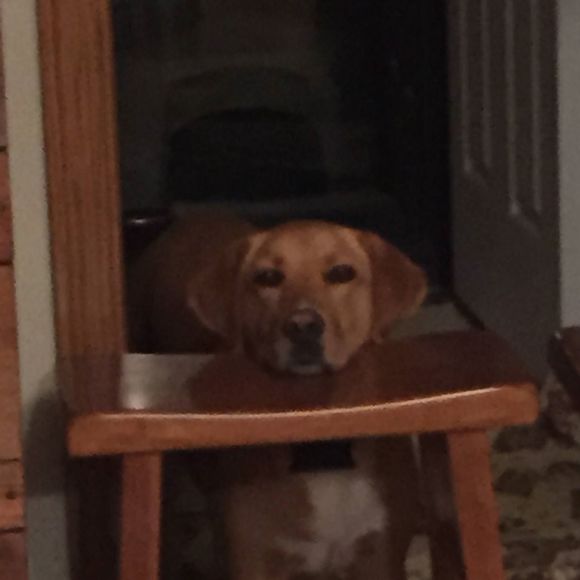 Meet your Posher, Cheryl - Picture 1 of 1